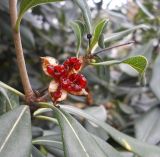 Pittosporum tobira. Часть ветви с раскрывшимся плодом. Южный берег Крыма, г. Ялта, в культуре. 17 января 2013 г.