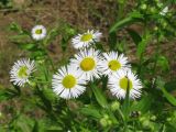 Erigeron strigosus