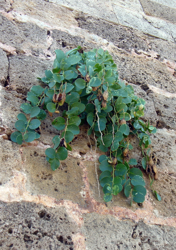 Image of Capparis sicula specimen.