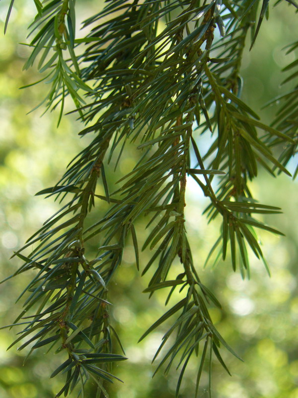 Image of Torreya californica specimen.