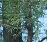 Chosenia arbutifolia. Верхушка ветви. Приморье, окр. пос. Терней. 14.08.2012.