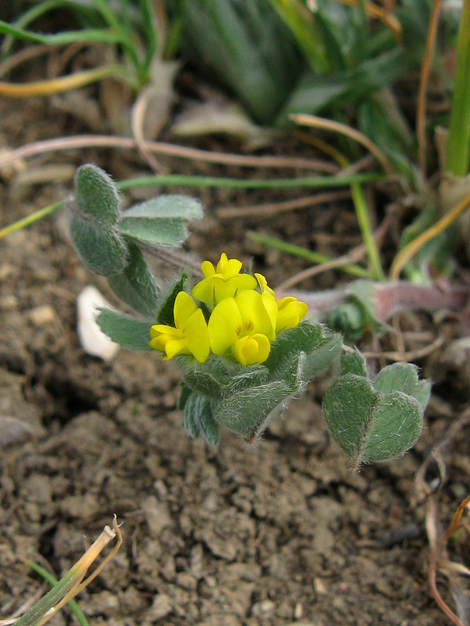 Image of Trigonella monspeliaca specimen.