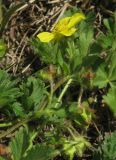 Potentilla depressa