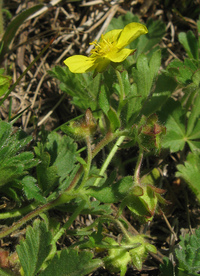 Изображение особи Potentilla depressa.