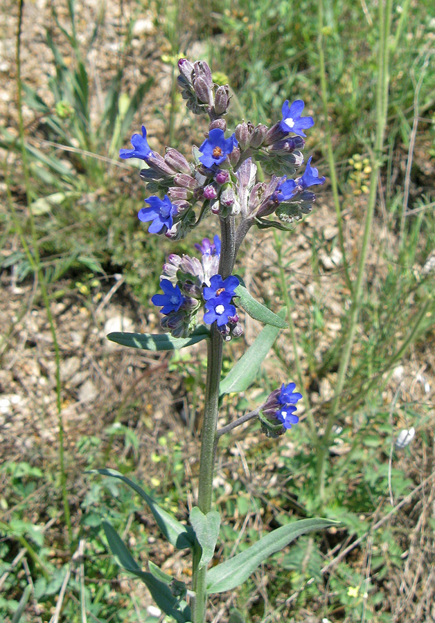 Image of Anchusa leptophylla specimen.