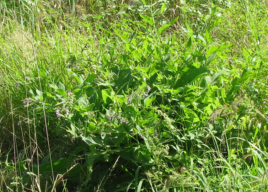 Image of Symphytum officinale specimen.