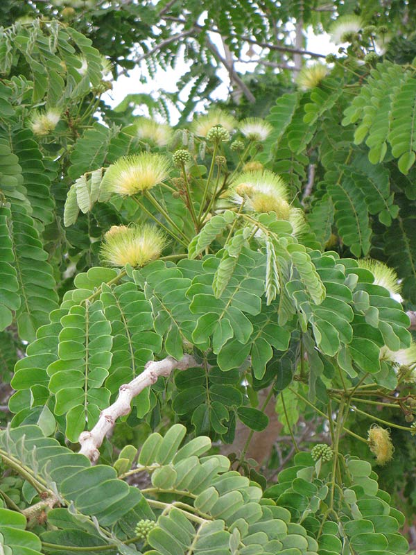 Изображение особи Albizia lebbeck.