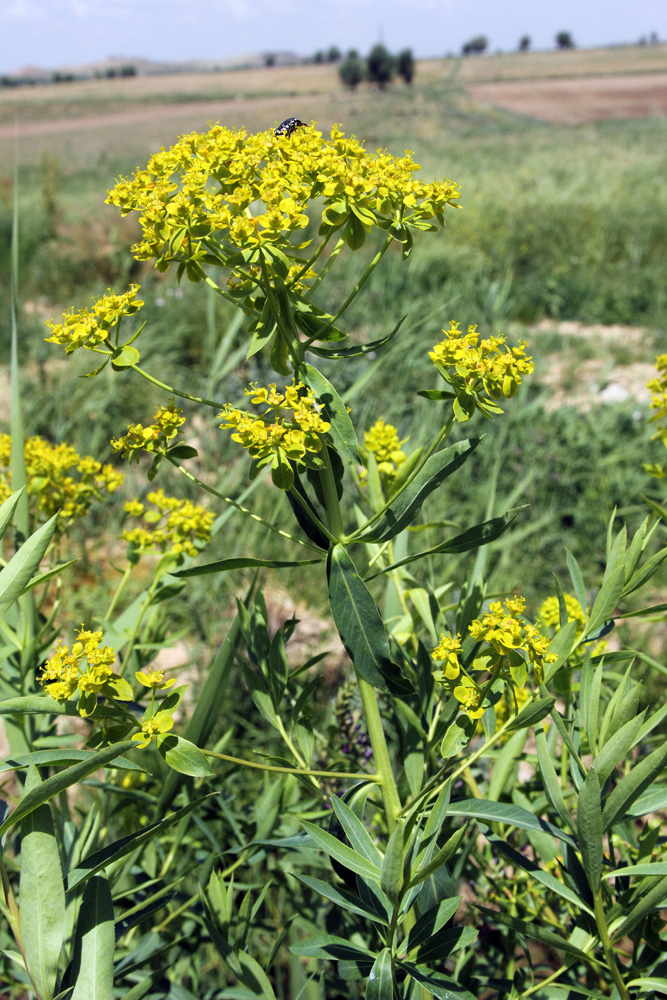 Image of Euphorbia lamprocarpa specimen.