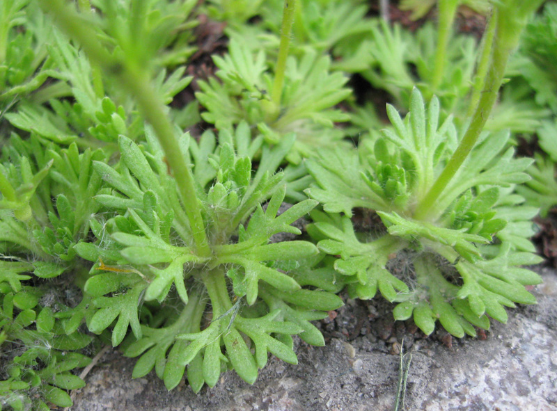 Изображение особи Saxifraga &times; arendsii.