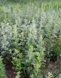 Artemisia absinthium