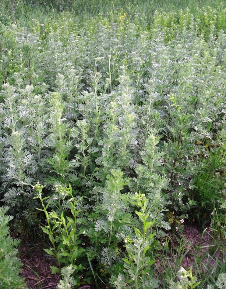 Изображение особи Artemisia absinthium.