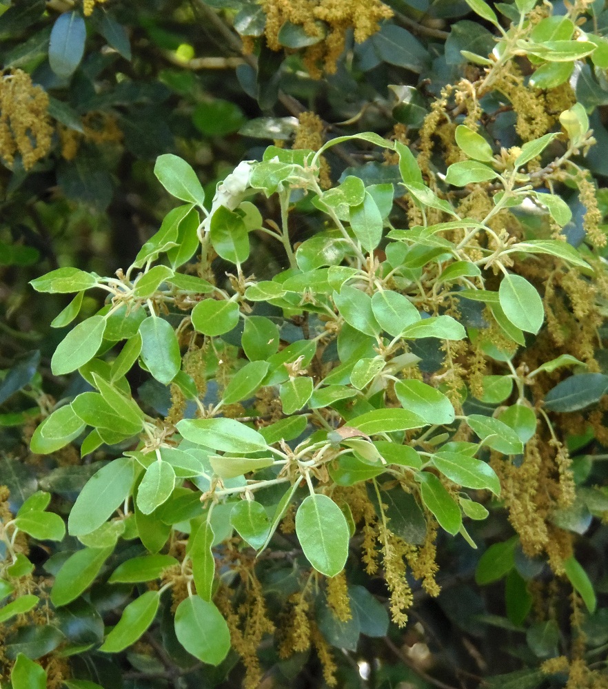 Image of Quercus ilex specimen.