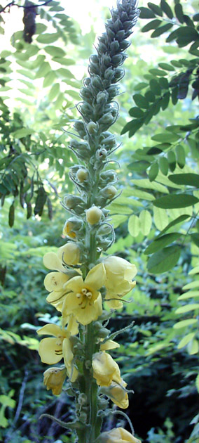 Изображение особи Verbascum ovalifolium.
