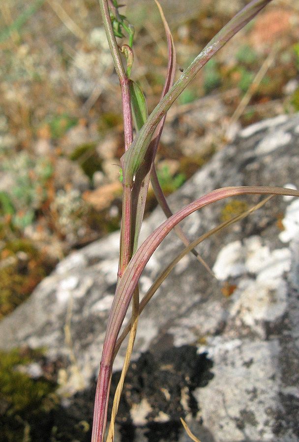 Image of Bupleurum gerardi specimen.