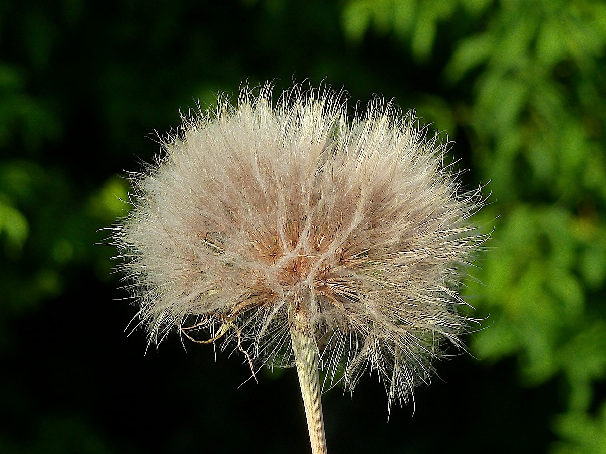 Изображение особи Tragopogon pratensis.