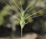 Aegilops ovata