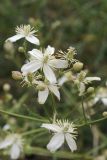 Clematis songorica