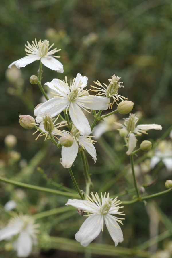 Image of Clematis songorica specimen.