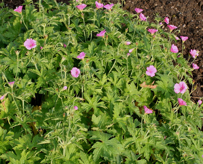 Изображение особи Geranium endressii.
