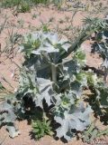 Eryngium maritimum