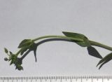 Cerastium holosteoides