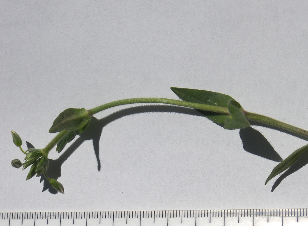 Image of Cerastium holosteoides specimen.