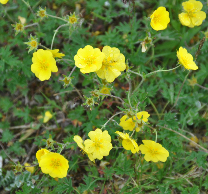 Image of Potentilla vulcanicola specimen.