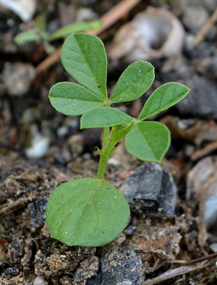 Image of Glycyrrhiza echinata specimen.