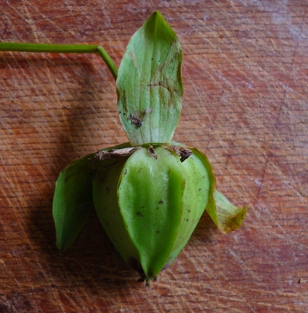 Image of Trillium camschatcense specimen.