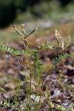 Astragalus macrotropis