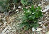 genus Potentilla. Плодоносящее растение. Якутия, Хангаласский улус, долина р. Синей, каменистая осыпь. Июль 2013 г.