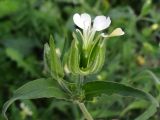 Melandrium latifolium