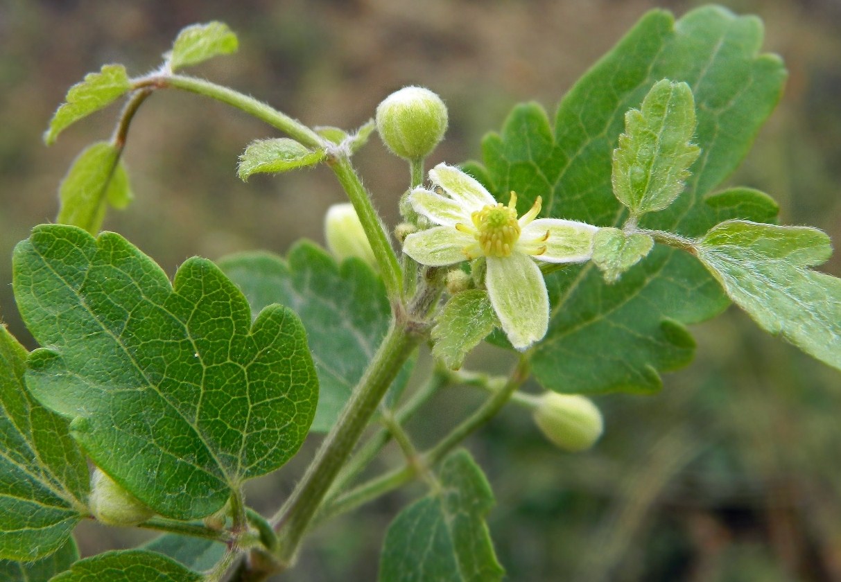 Изображение особи Clematis vitalba.