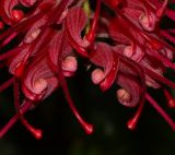 Grevillea banksii. Цветки. Израиль, Шарон, пос. Кфар Шмариягу, в культуре. 20.10.2013.