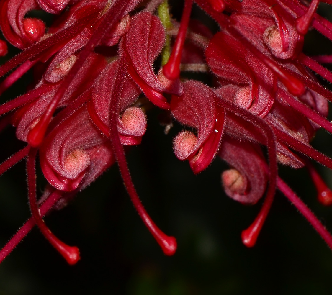 Image of Grevillea banksii specimen.