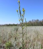 Erysimum hieraciifolium. Цветущее и плодоносящее растение. Новосибирская обл., Карасукский р-н, с. Благодатное, солонец. 06.07.2013.