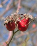 Rosa iberica