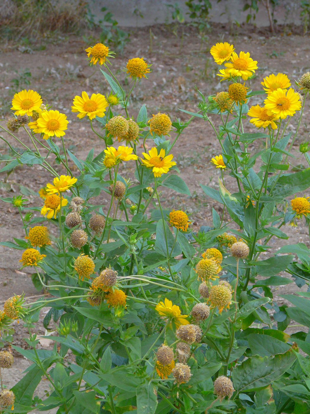 Image of Verbesina encelioides specimen.