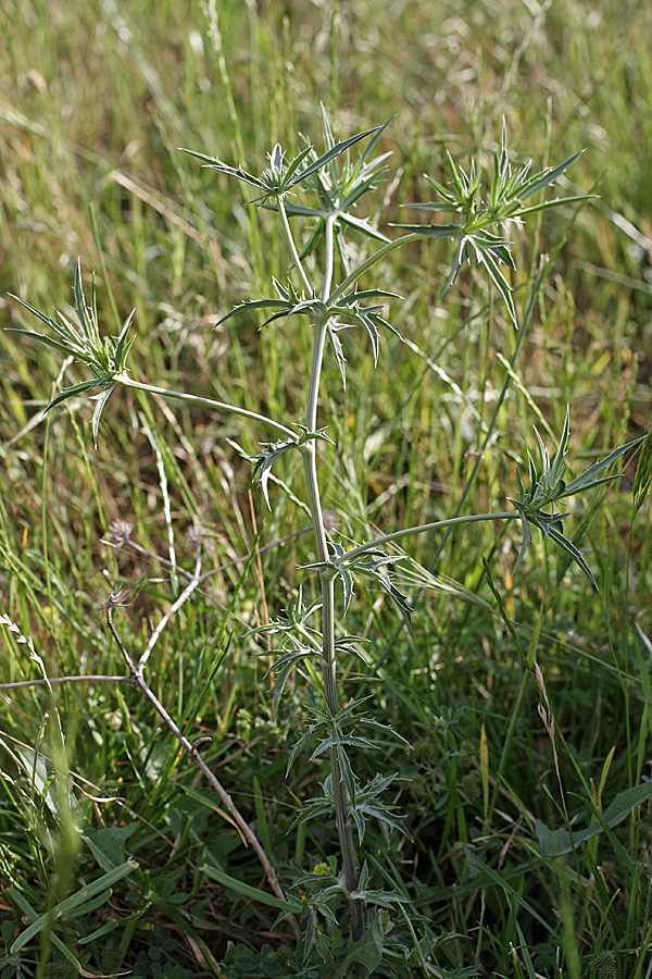 Image of Eryngium caeruleum specimen.