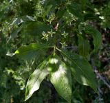 Euonymus europaeus. Верхушка побега с соцветиями. Ростовская обл., Октябрьский р-н, берег пруда Терновый Яр. 14.05.2013.