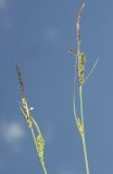 Carex juncella