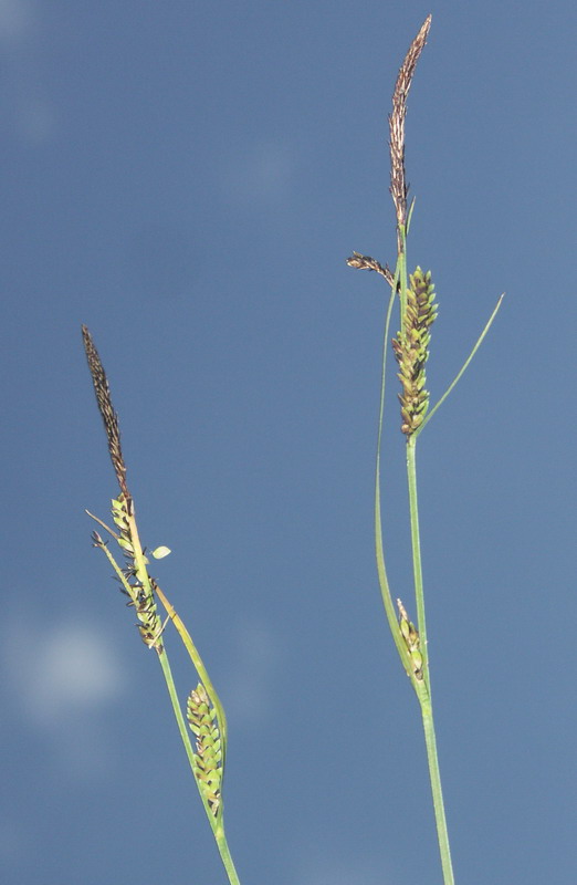 Изображение особи Carex juncella.