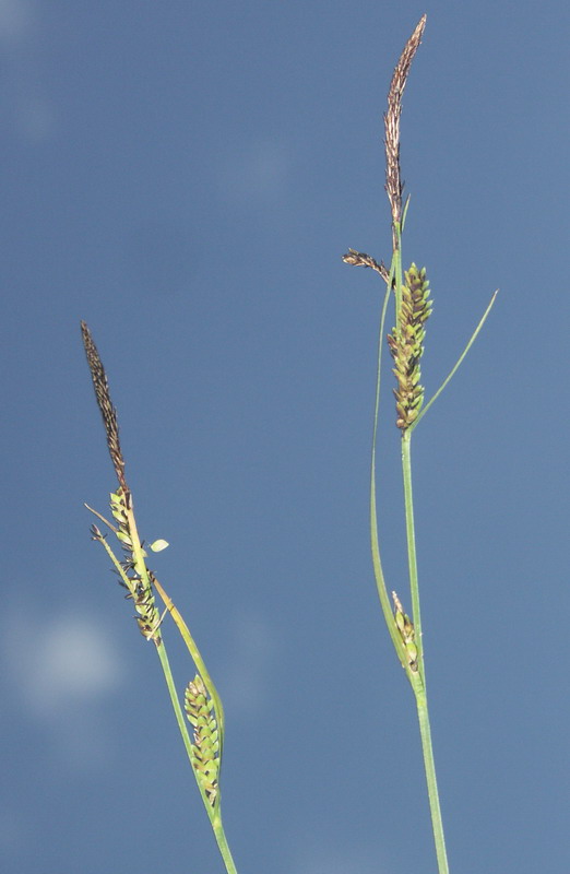 Image of Carex juncella specimen.