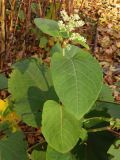 Reynoutria sachalinensis. Верхушка побега с соцветием. Украина, г. Запорожье, Запорожский детский ботанический сад. 06.11.2013.