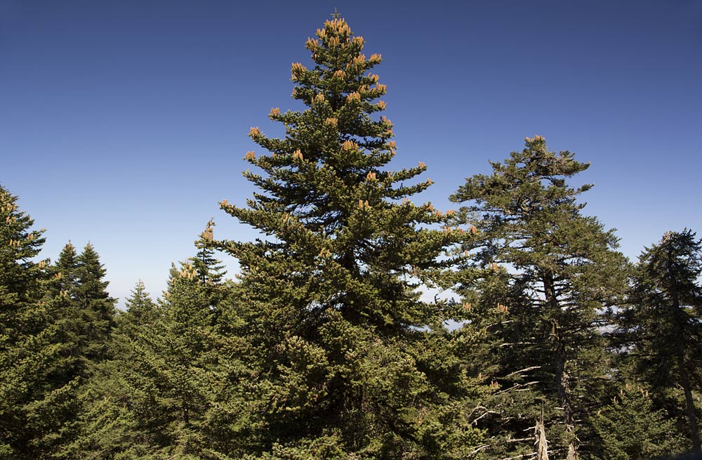 Image of Abies cephalonica specimen.