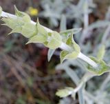 Sideritis catillaris