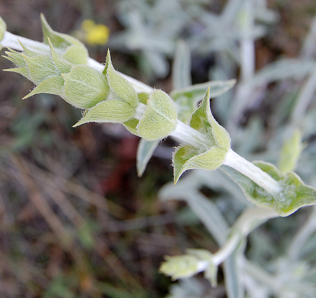 Image of Sideritis catillaris specimen.