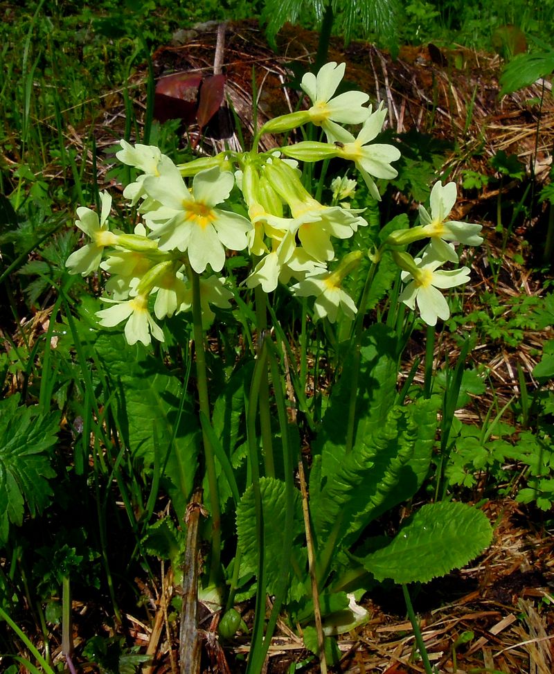 Image of Primula pallasii specimen.