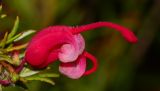 Grevillea rosmarinifolia. Раскрывшийся цветок (женская стадия цветения). Израиль, Шарон, пос. Кфар Шмариягу, сквер, в культуре. 27.01.2014.