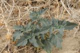 Datura wrightii